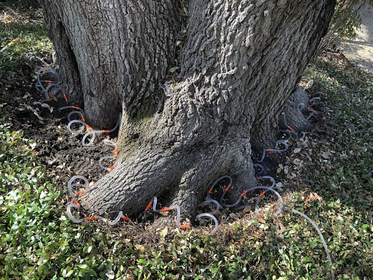 Detailed Tree Cabling and Bracing job site in Pinetops