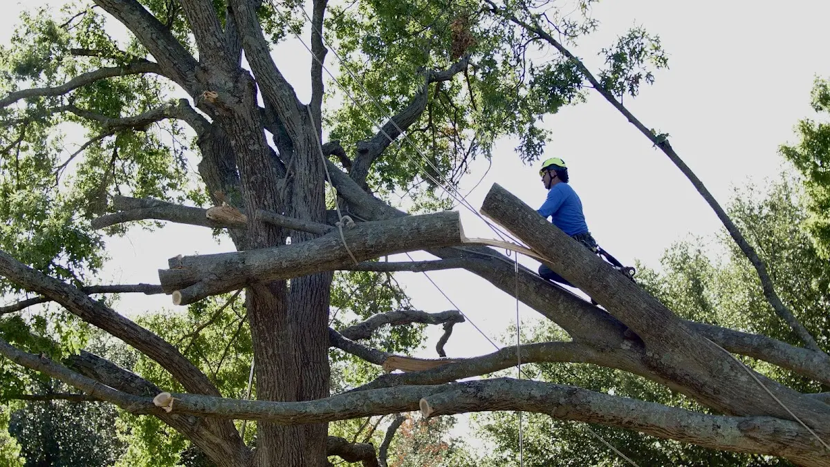 Professional Hazardous Tree Removal performed by certified arborists in Pinetops